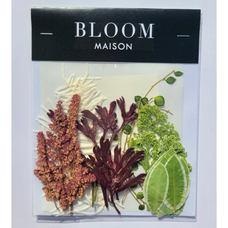 押し花｜花材セット シキミア Pressed Flower Kit インテリア・ギフト・ウェルカムボードなどのハンドメイドに　F-909 BLOOM MAISON