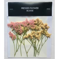 【押し花｜花材セット スターチス Pressed Flower Kit ギフト・ウェルカムボードなどのハンドメイドに】F-560 BLOOM MAISON