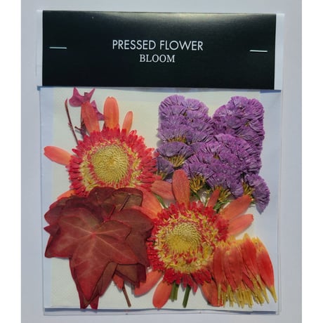【押し花｜花材セット アイビー Pressed Flower Kit ギフト・ウェルカムボードなどのハンドメイドに】F-626 BLOOM MAISON