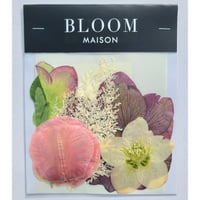 押し花｜花材セット クリスマスローズ Pressed Flower Kit インテリア・ギフト・ウェルカムボードなどのハンドメイドに　F-871 BLOOM MAISON
