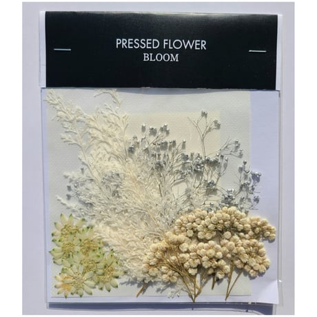 【押し花｜花材セット かすみ草(プリザーブドフラワー) Pressed Flower Kit インテリア・ギフト・ウェルカムボードなどのハンドメイドに】F-700 BLOOM MAISON