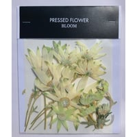 【押し花｜花材セット フランネルフラワー Pressed Flower Kit ギフト・ウエルカムボードなどのハンドメイドに】F-315 BLOOM MAISON