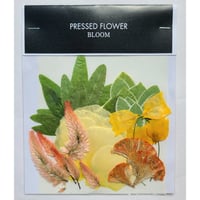 【押し花｜花材セット セロシア Pressed Flower Kit ギフト・ウエルカムボードなどのハンドメイドに】F-495 BLOOM MAISON