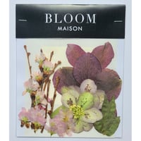 押し花｜花材セット クリスマスローズ Pressed Flower Kit インテリア・ギフト・ウェルカムボードなどのハンドメイドに　F-962 BLOOM MAISON