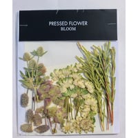 オンシジューム 押し花｜花材セット 】F-296 | BLOOM MAISON