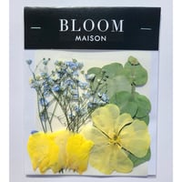押し花｜花材セット カスミ草 Pressed Flower Kit インテリア・ギフト・ウェルカムボードなどのハンドメイドに　F-897 BLOOM MAISON