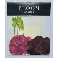押し花｜花材セット カーネーション Pressed Flower Kit インテリア・ギフト・ウェルカムボードなどのハンドメイドに　F-964 BLOOM MAISON