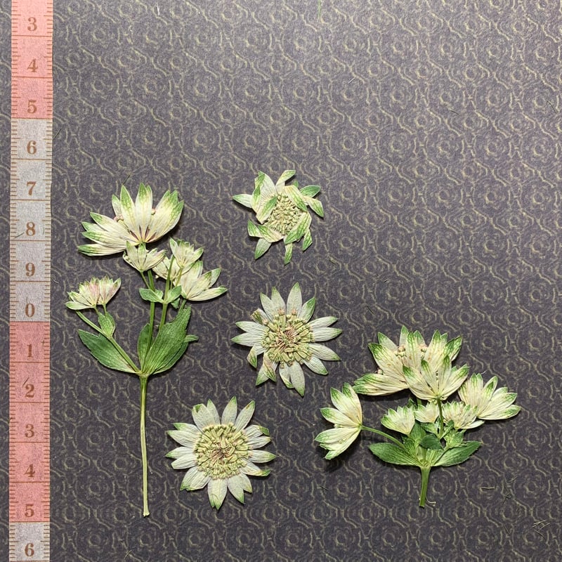 F-8 押し花|アストランティア(グリーン) 送料込み | BLOOM MAISON F-8 押し花|アストランティア(グリーン) 送料込み | BLOOM MAISON
