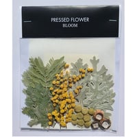 【押し花｜花材セット アカシア Pressed Flower Kit インテリア・ギフト・ウェルカムボードなどのハンドメイドに】F-694 BLOOM MAISON