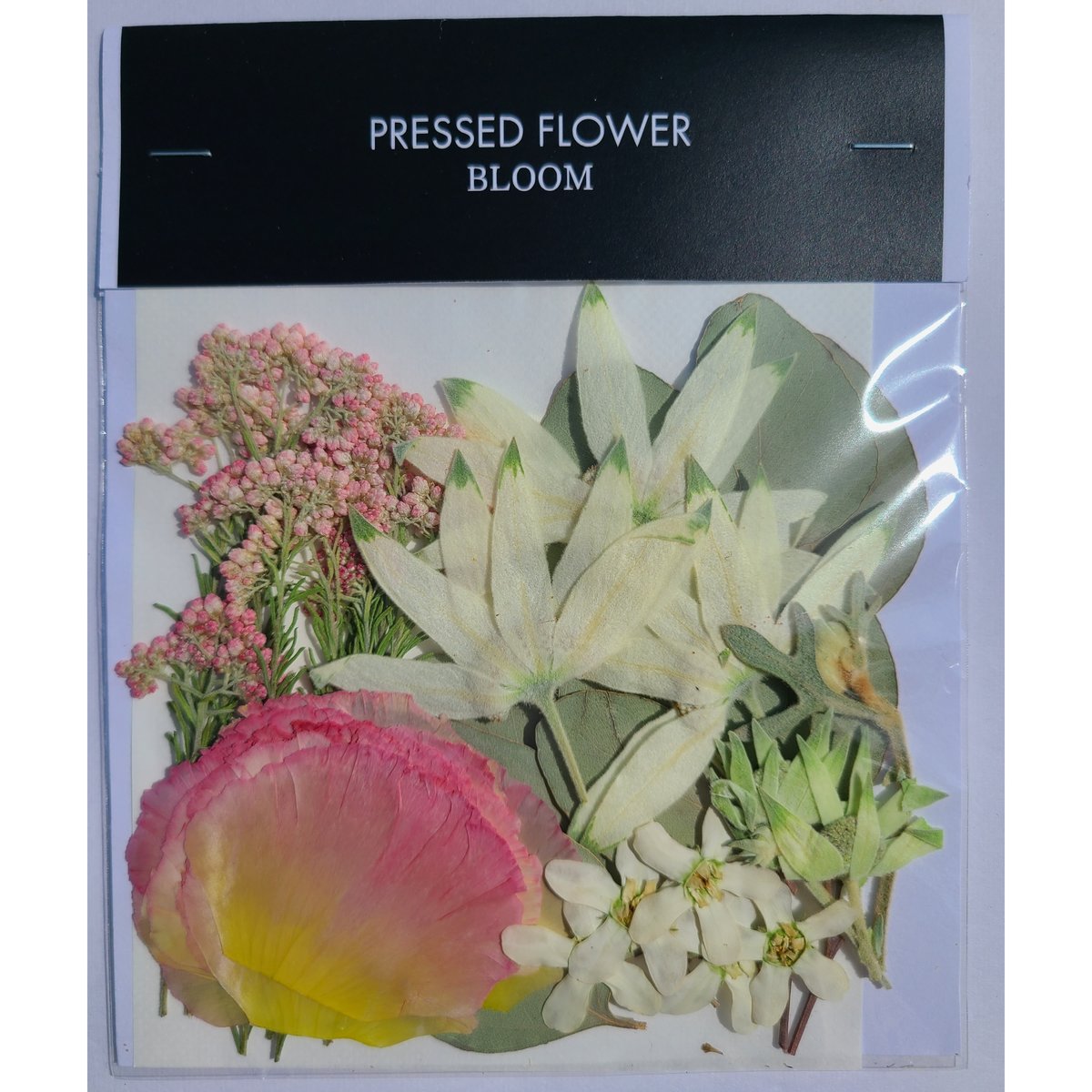 トルコキキョウ 押し花｜花材セット 】F-372 | BLOOM MAISON