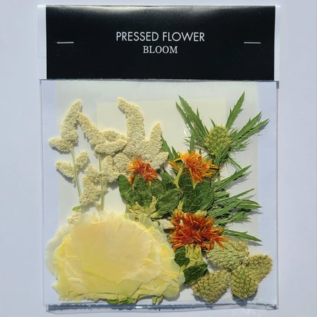 【押し花｜花材セット エリンジューム Pressed Flower Kit ギフト・ウェルカムボードなどのハンドメイドに】F-663 BLOOM MAISON