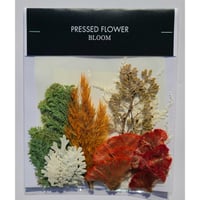 【押し花｜花材セット ケイトウ Pressed Flower Kit ギフト・ウェルカムボードなどのハンドメイドに】F-689 BLOOM MAISON