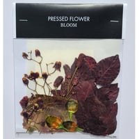 【押し花｜花材セット ワレモコウ Pressed Flower Kit ギフト・ウェルカムボードなどのハンドメイドに】F-585 BLOOM MAISON