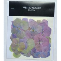 【押し花｜花材セット あじさい Pressed Flower Kit ギフト・ウエルカムボードなどのハンドメイドに】F-480 BLOOM MAISON