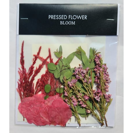 【押し花｜花材セット カーネーション Pressed Flower Kit ギフト・ウェルカムボードなどのハンドメイドに】F-622 BLOOM MAISON