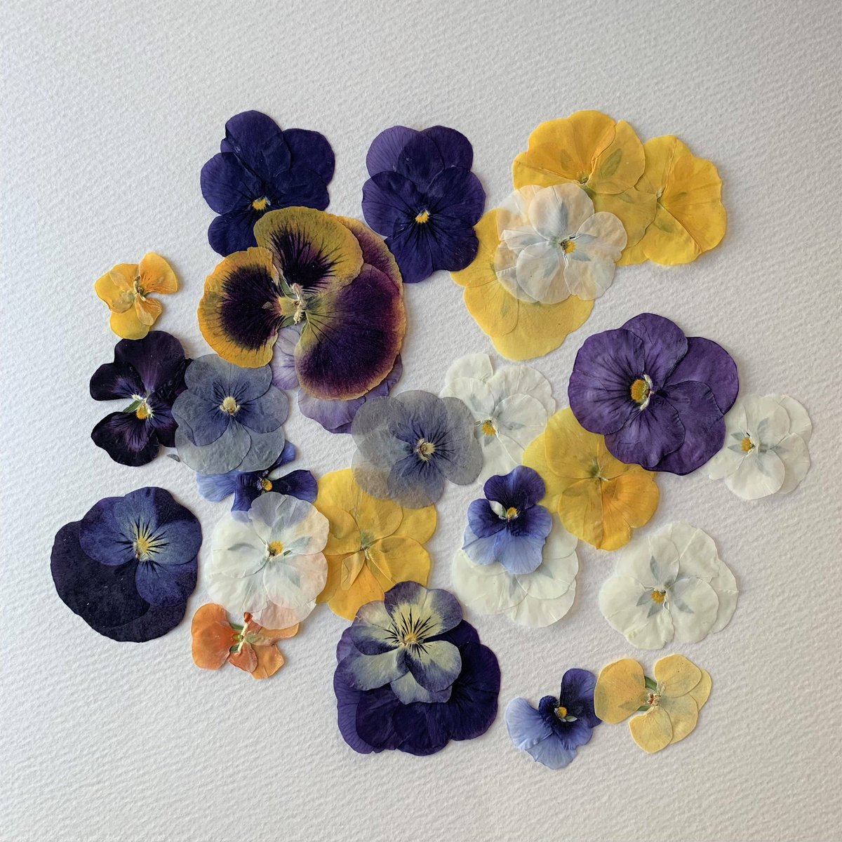 押し花ミラー❤️ビオラ 押し花ミラー❤️ビオラ