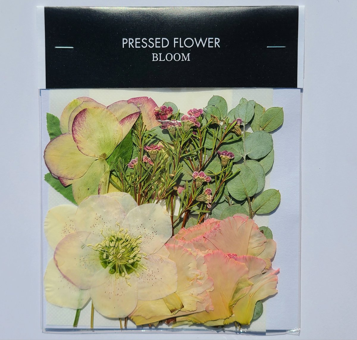 押し花｜花材セット ユーカリ Pressed Flower Kit ギフト・ウェルカム