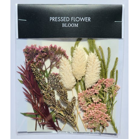 【押し花｜花材セット フジバカマ Pressed Flower Kit ギフト・ウェルカムボードなどのハンドメイドに】F-567 BLOOM MAISON
