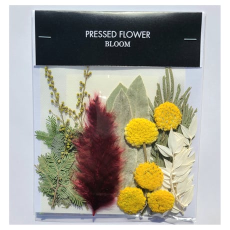 【押し花｜花材セット ラムズイヤー Pressed Flower Kit ギフト・ウェルカムボードなどのハンドメイドに】F-677 BLOOM MAISON