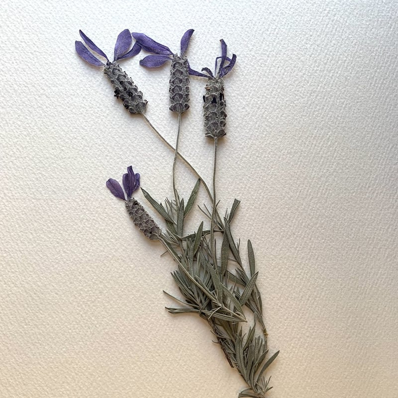 F-26 押し花|ラベンダー (C) 送料込み | BLOOM MAISON F-26 押し花|ラベンダー (C) 送料込み | BLOOM MAISON