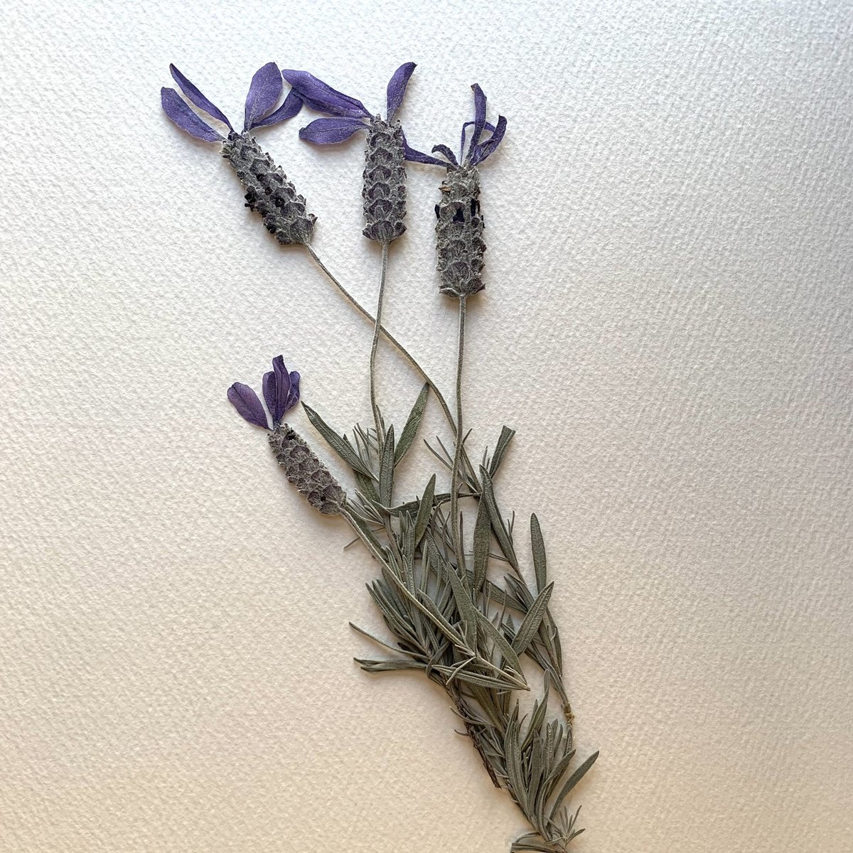 F-26 押し花|ラベンダー (C) 送料込み | BLOOM MAISON F-26 押し花|ラベンダー (C) 送料込み | BLOOM MAISON