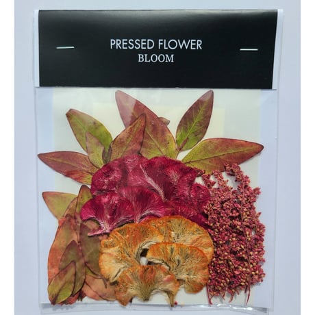 【押し花｜花材セット 紅葉ヒペリカム Pressed Flower Kit ギフト・ウェルカムボードなどのハンドメイドに】F-577 BLOOM MAISON