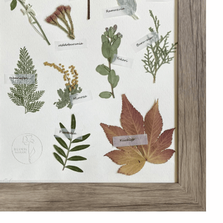 【2025年9月～12月】押し花のお教室：１Dayレッスン  植物標本