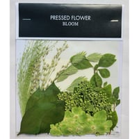 【押し花｜花材セット グリーン花材 Pressed Flower Kit ギフト・ウェルカムボードなどのハンドメイドに】F-542 BLOOM MAISON