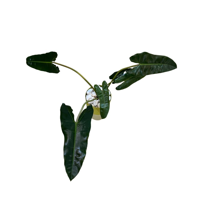 フィロデンドロン ビレッティア POTset | PLANTADOR ONLINESTORE フィロデンドロン ビレッティア POTset | PLANTADOR ONLINESTORE