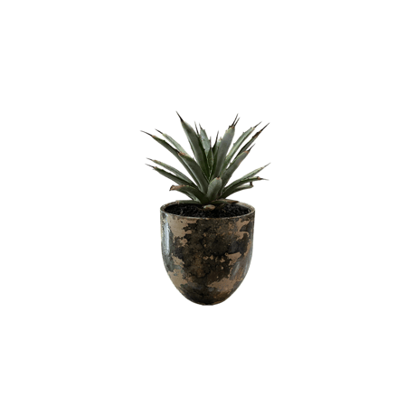 アガベ マクロアカンサ リトルペンギン | PLANTADOR ONLINESTORE アガベ マクロアカンサ リトルペンギン | PLANTADOR ONLINESTORE
