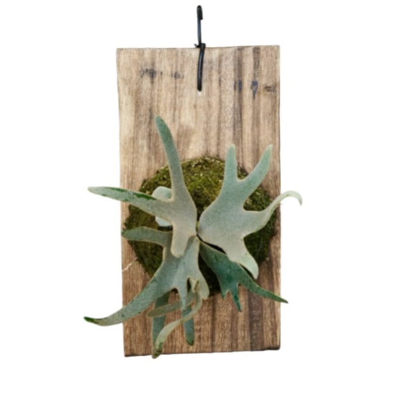 Pedro Tatsuta（OC） OC株 veitchii cv.pedro Tatsuta ペドロ19ビカクシダ