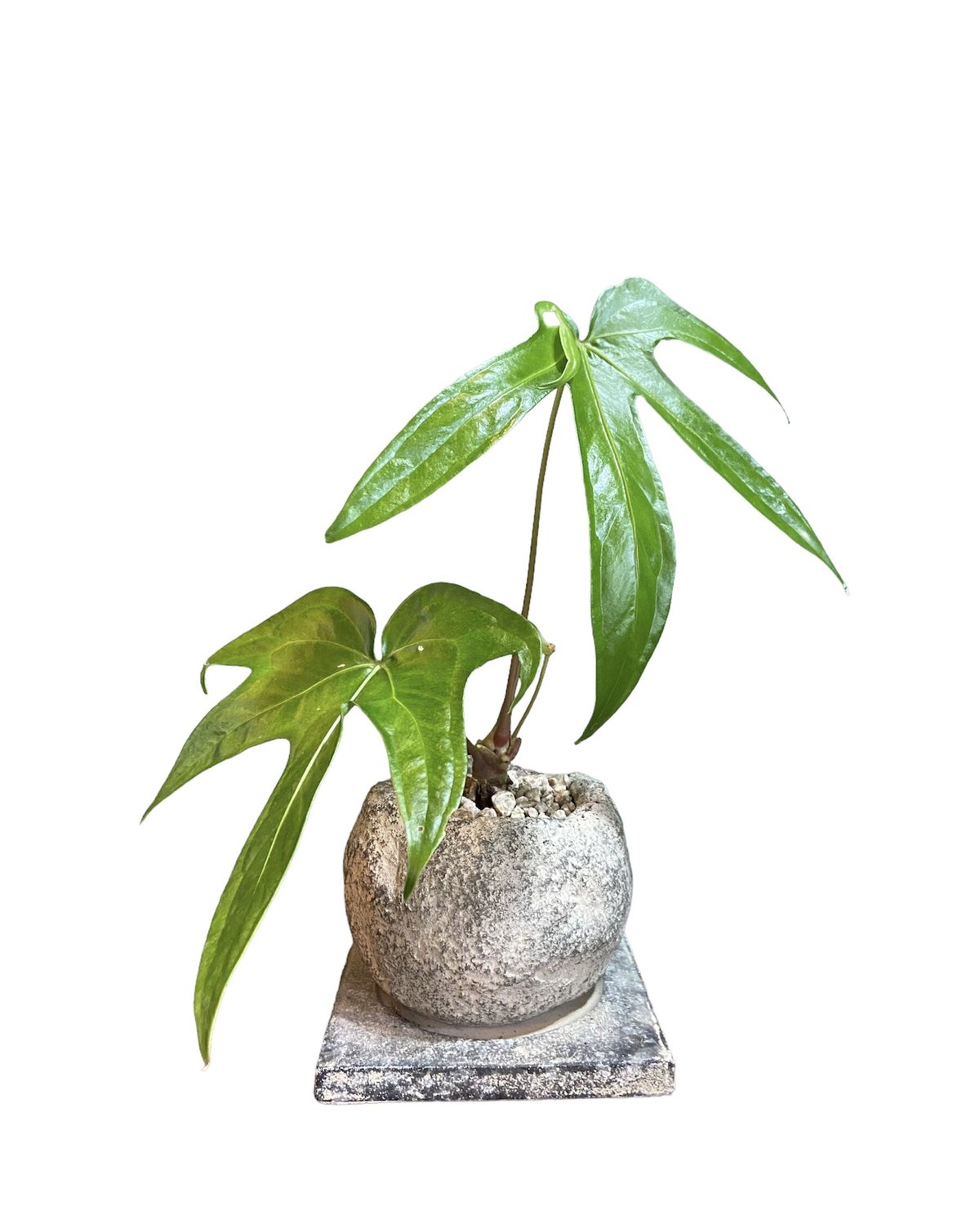 レア!!Anthurium pedatoradiatum アンスリウム ペダトラディアツム