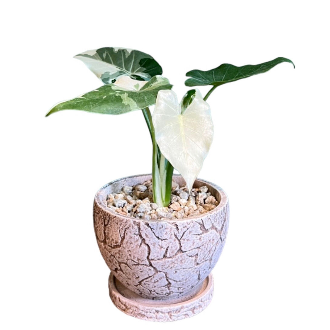 希少 アロカシアカゲアナイエローバリエガータ