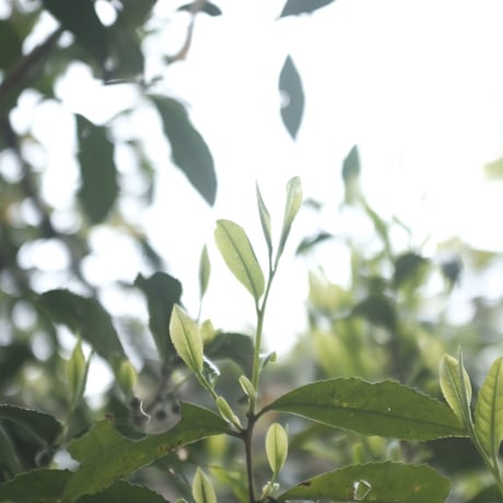 竹　|    2日間　茶摘み・製茶・飲み比べ分析