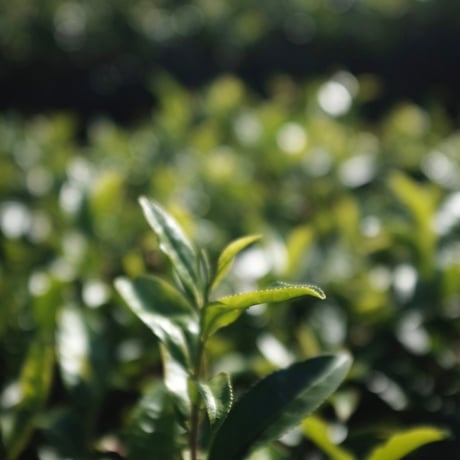 2026年5月摘み　玉緑茶