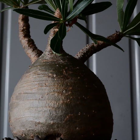 グラキリス φ11cm  - 象牙宮- ［No.36］  ×   根本峻吾 作 S.N POT type.cylinder「 鐡 - 黒焔 - 」4号 植木鉢 笠間焼