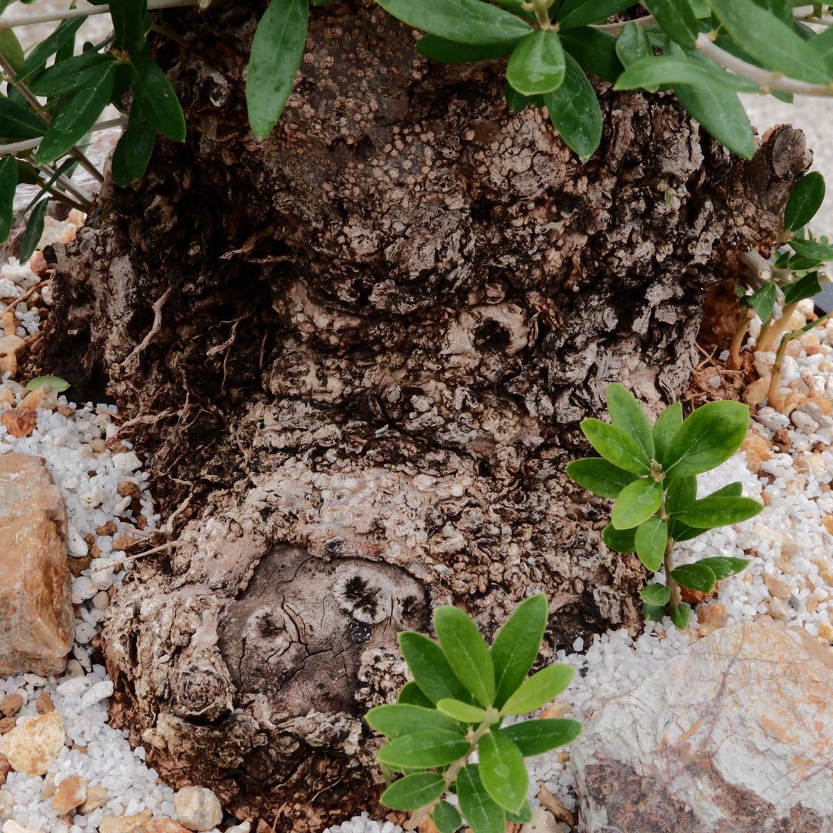 Old Olive 古木オリーブ［No.05］× 11号皿鉢(φ33cm) | Botanic