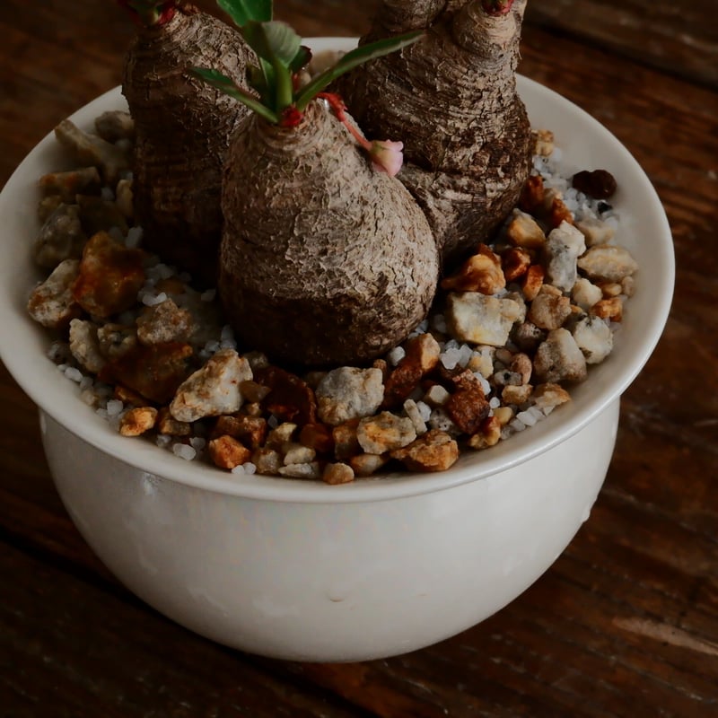 ユーフォルビア　ルディス ④ユーフォルビア ルディス ユーフォルビア・ルディス | 悟 satori