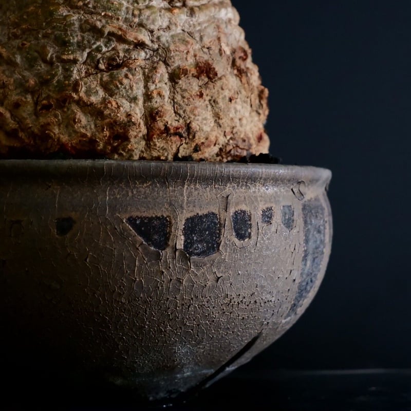 発根済 低重心 大型 パキプス 04 × 