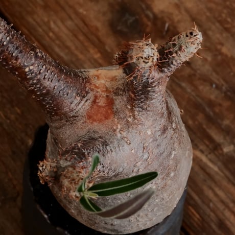 グラキリス - 象牙宮- ［No.167］  ×   根本峻吾 作 S.N POT type.cylinder「 黒焔 - kokuen - 」3号 植木鉢 笠間焼