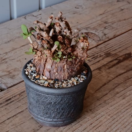 ケラリア ピグマエア［No.13］  ×與那嶺大輔 作 「琉球飛鉋」3号 植木鉢