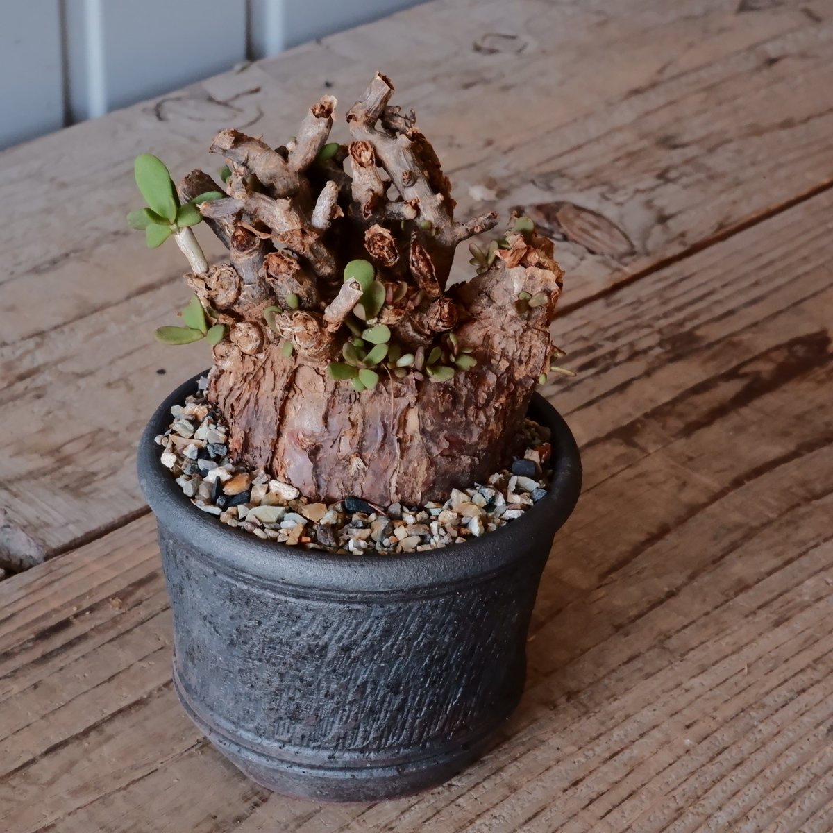 ケラリア ピグマエア［No.13］ ×與那嶺大輔 作 「琉球飛鉋」3号 植木鉢