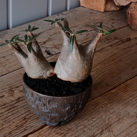 多頭 グラキリス φ13cm - 象牙宮 - ［No.14］  ×   沼野秀章 作「 black wrap 」4号 植木鉢 笠間焼