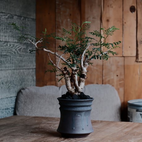 センナ メリディオナリス［No.45］  ×  磯部祐介 作「 鎧 - yoroi - 闇堕ち tall ver.」4号 植木鉢 笠間焼