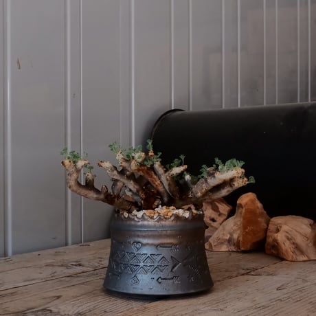 【大株 / w23cm】サルコカウロン ムルチフィズム［No.03］  ×   根本峻吾 作 S.N POT type.cylinder「 刻印  -kokuin- 」 4号 植木鉢