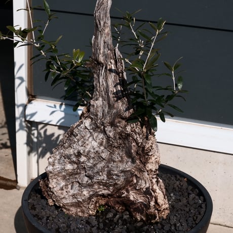Old Olive 古木オリーブ［No.25］× 10号皿鉢 (φ30cm)