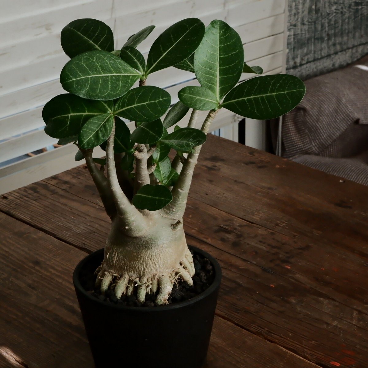 アデニウム・アラビカム　ドワーフタイプ 中型 塊根植物 黒鉢 アデニウム：アラビカム ドワーフ ブラック 4号鉢植え23-11 の通販