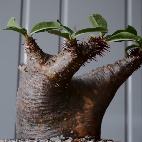 マカイエンセ φ8cm - 魔界玉 - ［No.31］  ×   根本峻吾 作 S.N POT type.cylinder「 月光ノ爪牙」3.5号 植木鉢 笠間焼