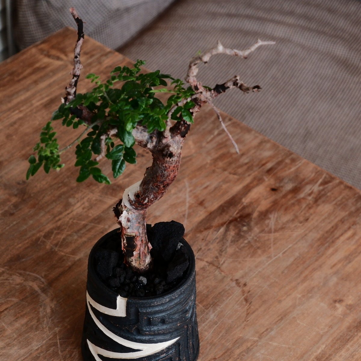 コミフォラ モンストローサ［No.37］ × 根本峻吾 作 S.N POT type.ta