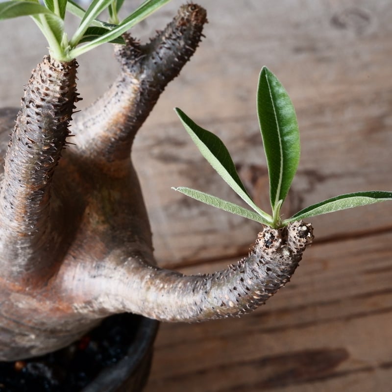 グラキリス φ9.5cm - 象牙宮 - ［No.42］ × 沼野秀章 作「 black